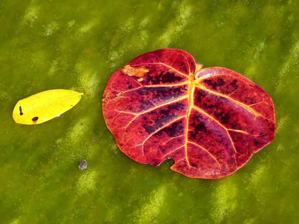 Click to See Next Image